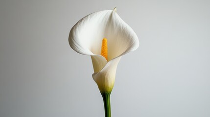Elegant White Calla Lily on Simple Background
