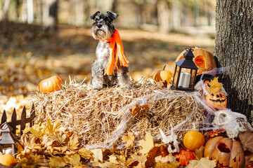Miniature Schnauzer dog in the autumn forest dressed for Halloween