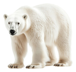 PNG Polar bear in snowy winter scene