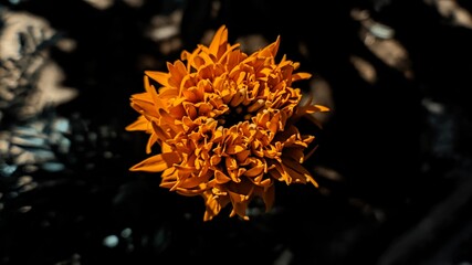 close up flame flowers of fire in the garden