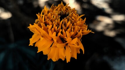 close up flower in the garden