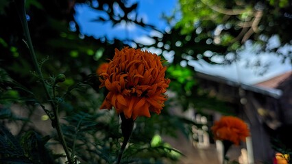 flower in autumn