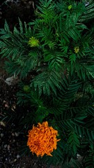 fern leaf in the forest