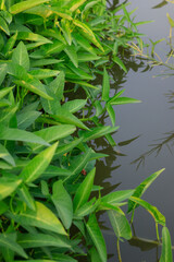 Water spinach plants at vegetable garden