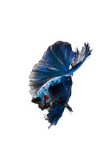 
Close-up of beautiful blue siamese fighting fish (betta splendens) halfmoon betta fish with isolated on transparent background. PNG	