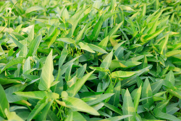 Water spinach plants at vegetable garden