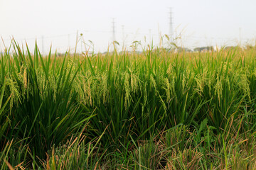 Rice fields or paddy field prepare the harvest. Close up of yellow green rice field