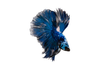 
Close-up of beautiful blue siamese fighting fish (betta splendens) halfmoon betta fish with...