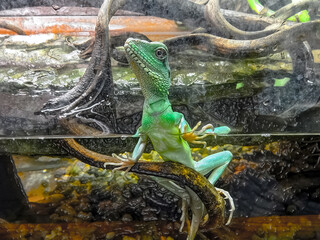 A lizard peeks out of the water behind the terrarium