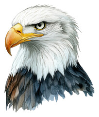 Fototapeta premium PNG Watercolor portrait of a bald eagle