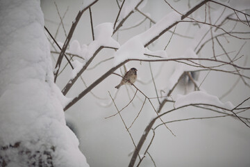 Ruffled little fluffy sparrows sit on the branches of a tree on a frosty sunny day. Birds. A...