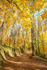Beautiful autumn forest landscape. autumn trees with orange-yellow foliage and pathway, natural background. fall season. template for design.