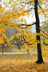Fototapeta premium Beautiful autumn forest landscape. maple tree with yellow foliage in park, natural background. fall season