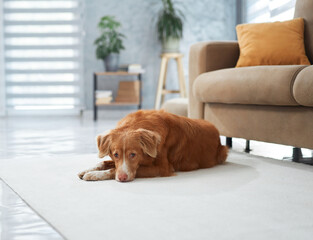 A Nova Scotia Duck Tolling Retriever resting in a bright living room. The dog looks content and...