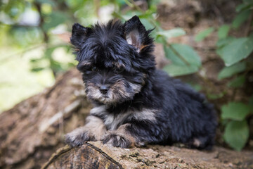 Portrait of a Biawer Yorkshire Terrier puppy in nature.