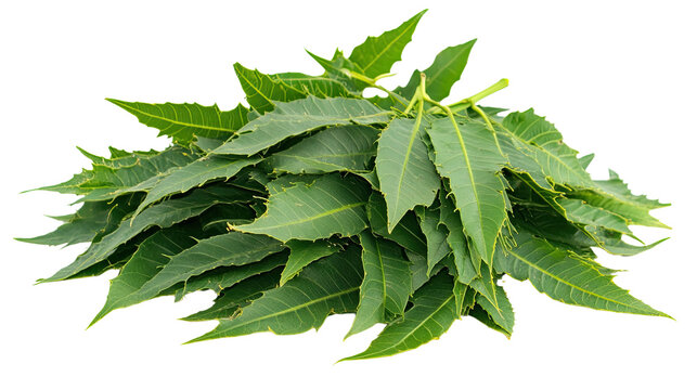 neem leaves on a white transparent background