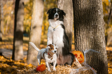 dogs friends Jack Russell terrier and border collie in the autumn forest dressed for Halloween