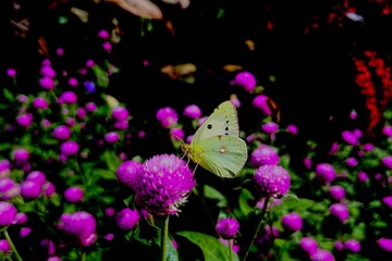 butterfly on a flower