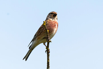 Linotte mélodieuse,.Linaria cannabina, Common Linnet
