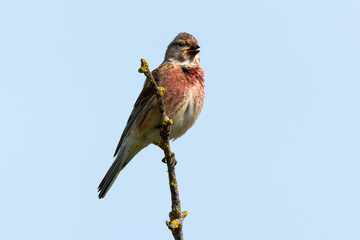 Linotte mélodieuse,.Linaria cannabina, Common Linnet
