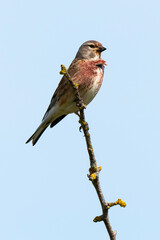 Linotte mélodieuse,.Linaria cannabina, Common Linnet