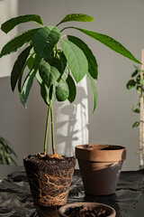replanting an avocado tree