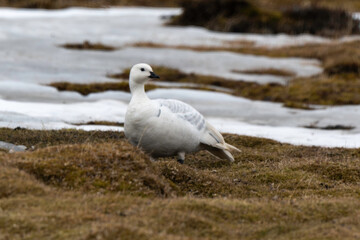Oie des neiges,.Anser caerulescens, Snow Goose