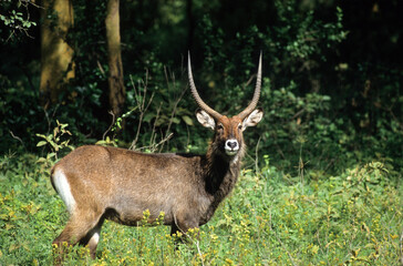 Cobe defassa, Kobus defassa, Parc national de Nakuru, Kenya