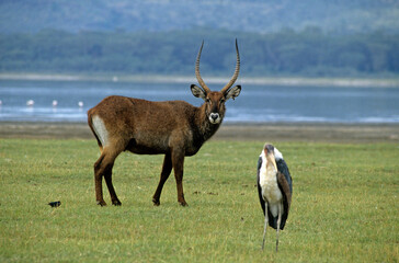 Cobe defassa, Kobus defassa, Marabout d'Afrique, Leptoptilos crumenifer, Marabou Stork, Parc national de Nakuru, Kenya