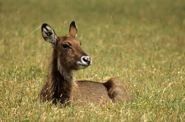 Cobe defassa, Kobus defassa, Parc national de Nakuru, Kenya