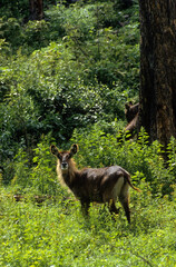 Cobe defassa, Kobus defassa, Parc national de Nakuru, Kenya