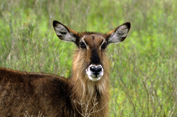 Cobe defassa, Kobus defassa, Parc national de Nakuru, Kenya