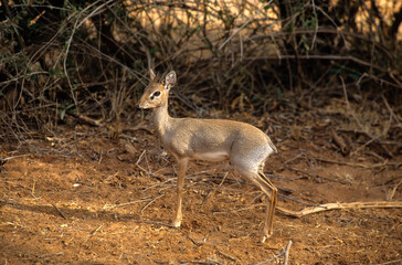 Dik dik de Kirk, Madoqua kirkii, Afrique de l'Est