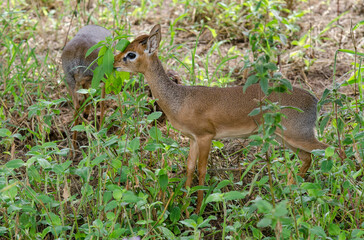 Dik dik de Kirk, Madoqua kirkii, Afrique de l'Est