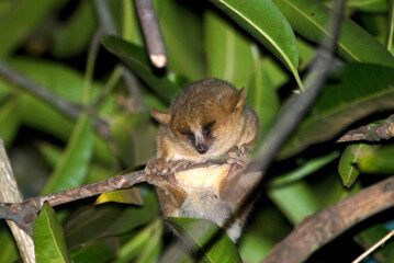 Lépilémur à pattes blanches, Lepilemur leucopus, Madagascar