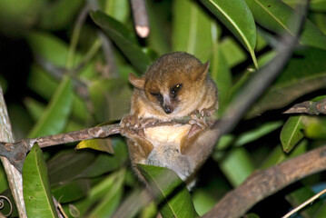 Lépilémur à pattes blanches, Lepilemur leucopus, Madagascar