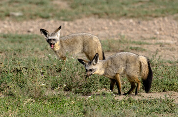 Otocyon, Otocyon megalotis, Afrique de l'Est