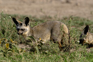 Fototapeta premium Otocyon, Otocyon megalotis, Afrique de l'Est