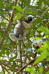 Propithèque de Coquerel, Sifaka de Coquerel, Lémurien, Propithecus coquereli, Madagascar