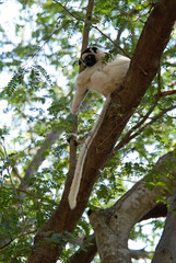 Propithèque de Verreaux, Lémurien, Propithecus verreauxi, Madagascar