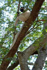 Propithèque de Verreaux, Lémurien, Propithecus verreauxi, Madagascar