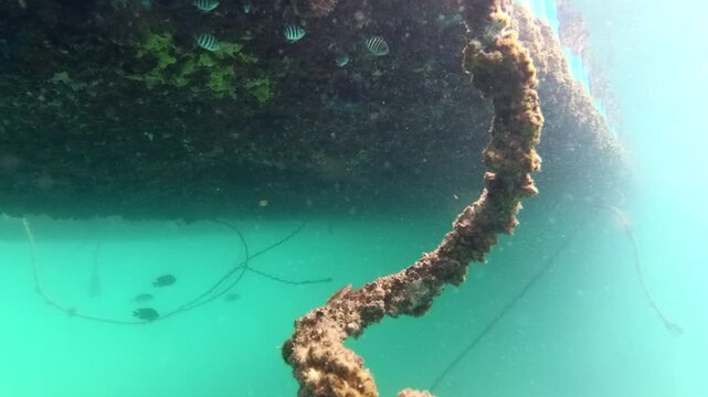 Underwater shot &ndash; barnacles live on floating dock, they help clean the sea water and serve as a food source and hiding space for small fish and marine species.