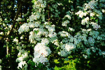 Close up of hawthorn tree flowers
