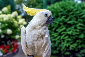 The white parrot Caccadus with a yellow crest sits on a golden cage in a summer garden.