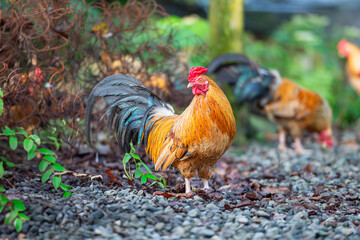 Some energetic roosters roam freely in the mountains, surrounded by lush greenery and stone walls. The chickens display their colorful feathers. New Taipei City, Taiwan.