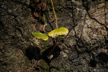 leaf on tree