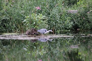 Heron in Ireland