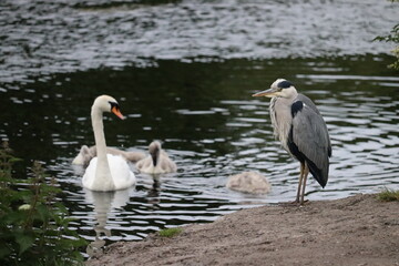 Heron in Ireland