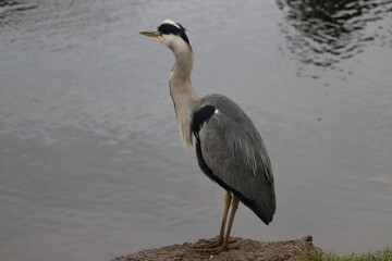 Heron in Ireland