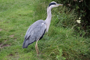 Heron in Ireland